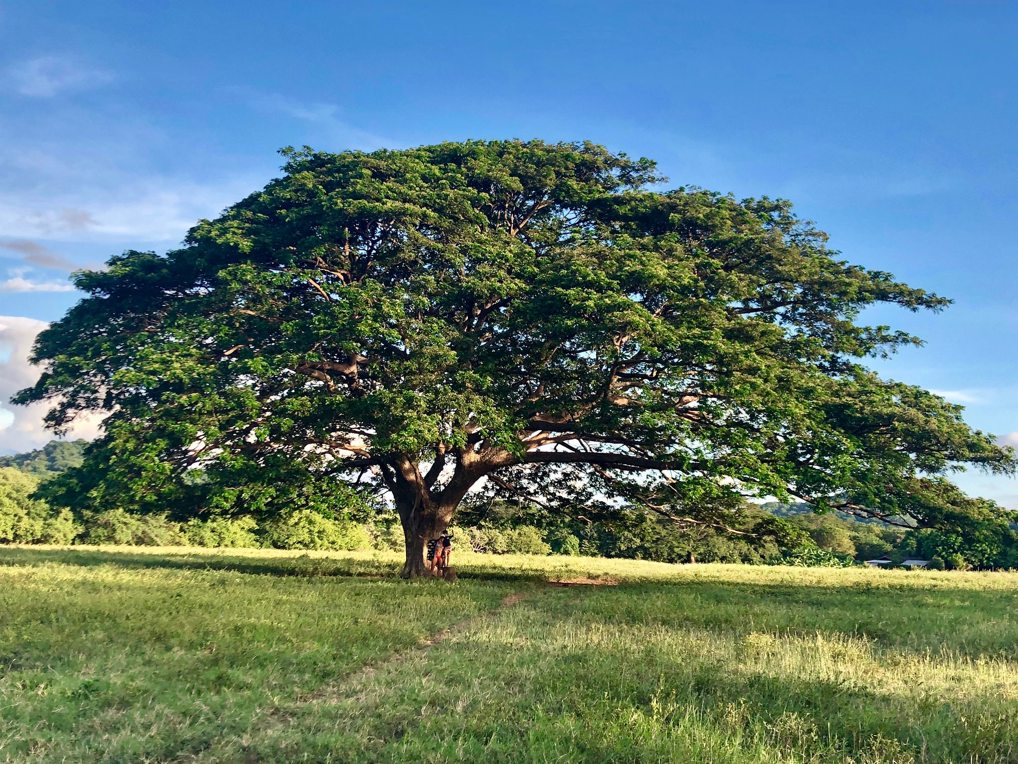 Грибовидная крона тропические деревья