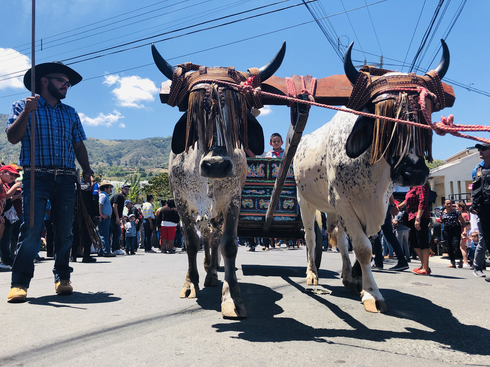 bueyes-dia-del-boyero