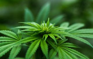 legalización cannabis en costa rica