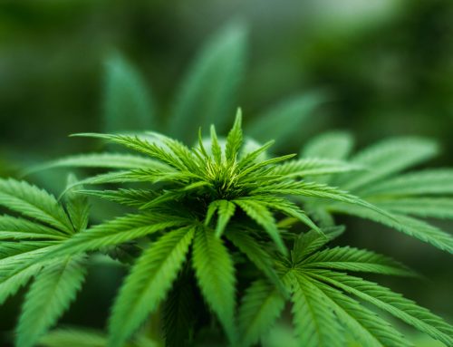 Legalization of Medicinal Cannabis & Industrial Hemp in Costa Rica