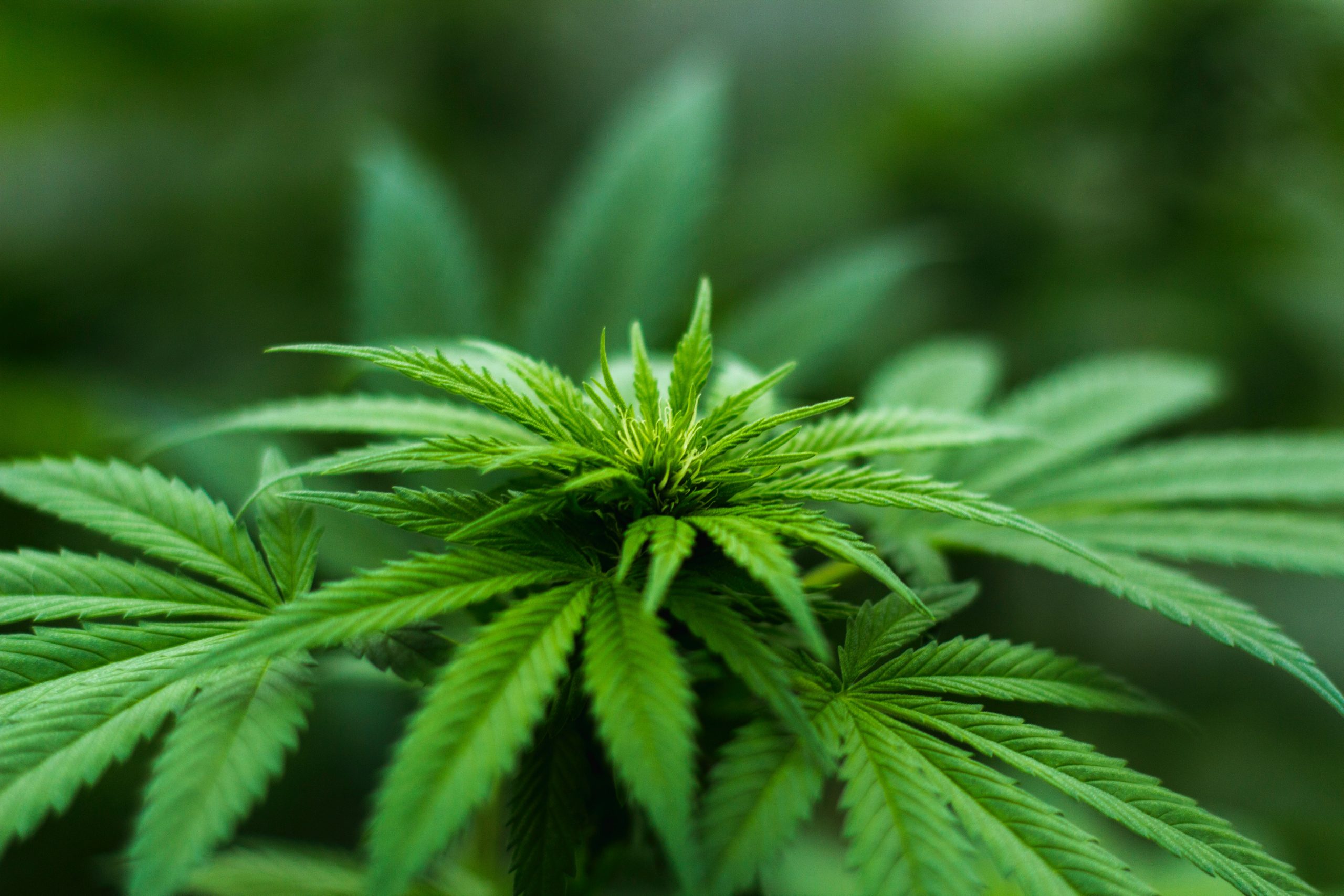 legalización cannabis en costa rica