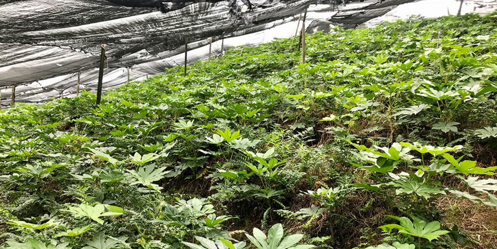 Buy coffee farms in Costa Rica! NATIVU blog