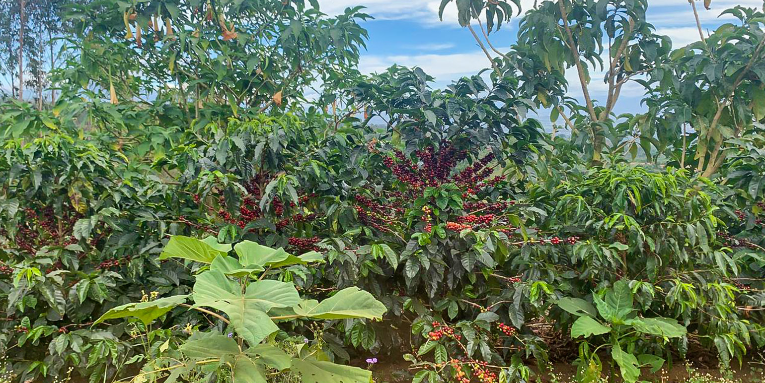 Buy coffee farms in Costa Rica! NATIVU blog