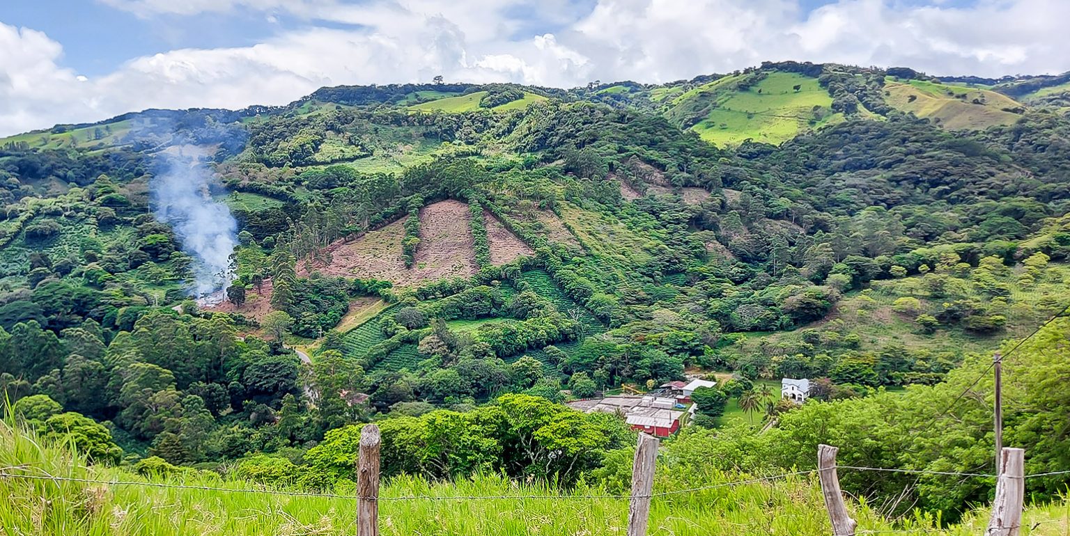 Buy coffee farms in Costa Rica! NATIVU blog