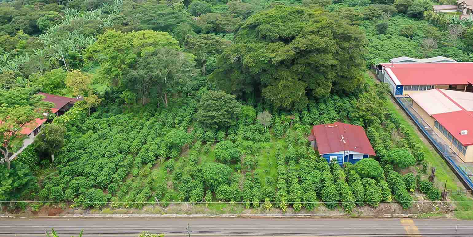 Buy coffee farms in Costa Rica! NATIVU blog