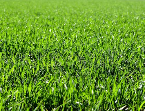 Why invest on synthetic grass in Costa Rica?