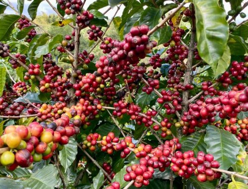 We are looking for coffee farms for sale in the Western area