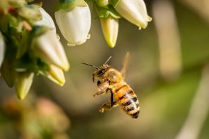 abejas polinizadores 