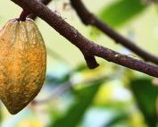 cacao-costa-rica-inversión
