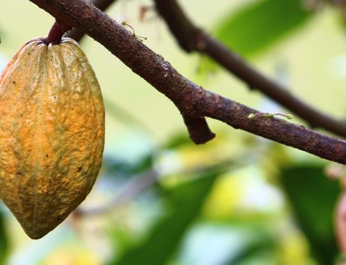 Tradición indígena en Costa Rica: producción de cacao