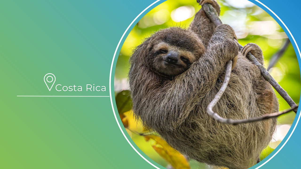 Oso perezoso-Costa Rica-sloth