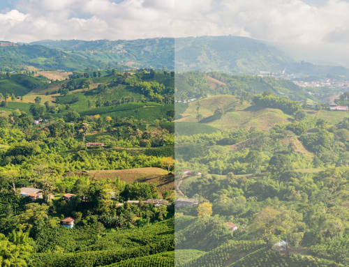 Farm Microclimates in Costa Rica: pros and cons