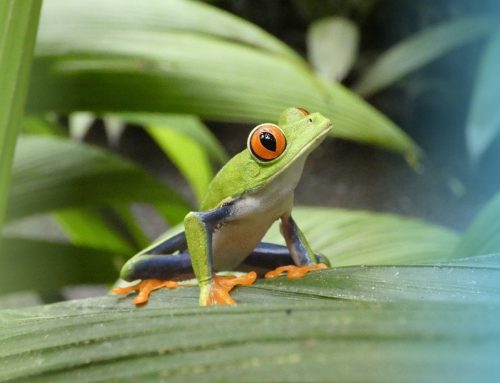 Costa Rica, paraíso ideal para la jubilación