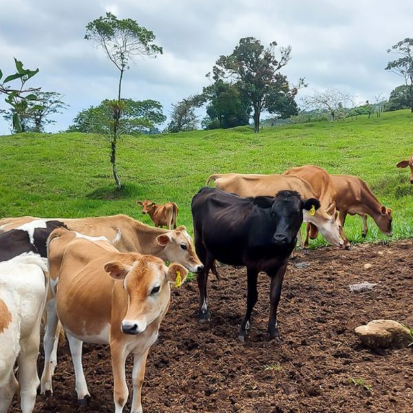 Lecherías en Costa Rica, Leche, Vacas, Producción Lechera, Lácteos, Industria lechera, Costa Rica