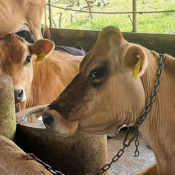 Lecherías en Costa Rica, Leche, Vacas, Producción Lechera, Lácteos, Industria lechera, Costa Rica