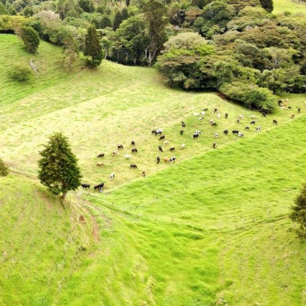 Lecherías en Costa Rica, Leche, Vacas, Producción Lechera, Lácteos, Industria lechera, Costa Rica