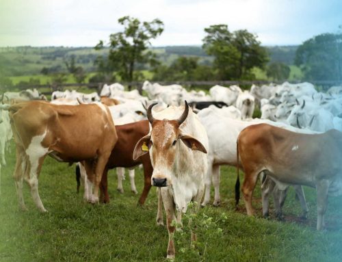 Fincas Lecheras en Costa Rica