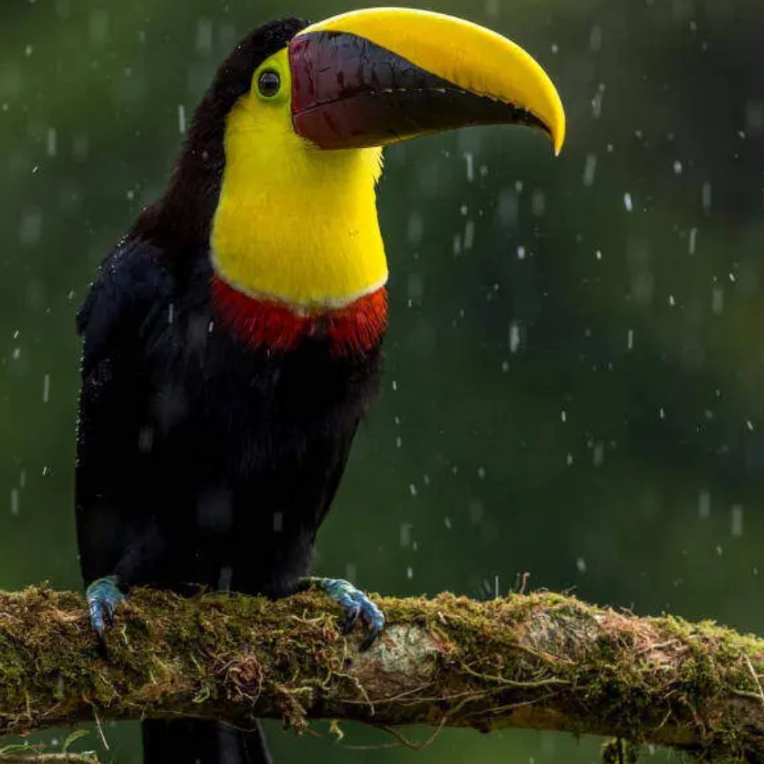 Temporada de lluvias en Costa Rica, Lluvia en Costa Rica