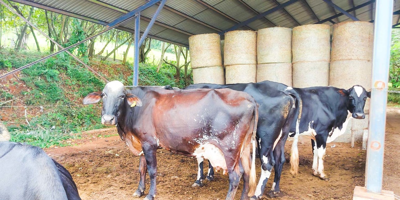 Porque comprar una finca ganadera en Costa Rica, Finca ganadera, Ganadería en Costa Rica, Vacas