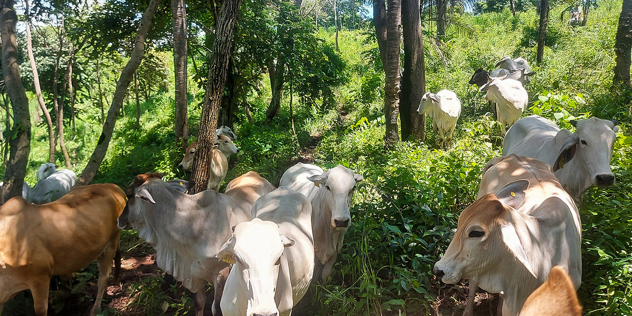 Porque comprar una finca ganadera en Costa Rica, Finca ganadera, Ganadería en Costa Rica, Vacas